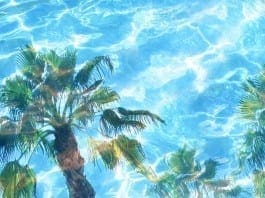 Coconut Oil Post - Palm