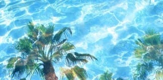 Coconut Oil Post - Palm