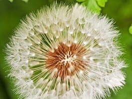 Coconut Oil Post Benefits For Life