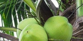 coconut-oil-post-green-coconuts-featured