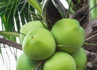 coconut-oil-post-green-coconuts-featured