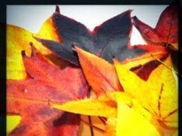 coconut-oil-post-autumn-leaves-web1