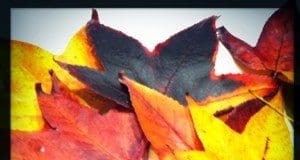 coconut-oil-post-autumn-leaves-web1