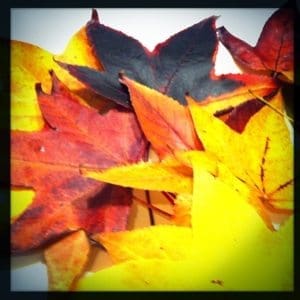 coconut-oil-post-autumn-leaves-web1 coconut-oil-post-autumn-leaves-web1