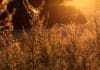 Healthy Gut Summit - Sunlight