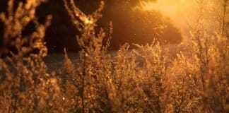 Healthy Gut Summit - Sunlight