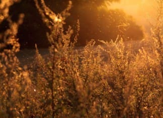 Healthy Gut Summit - Sunlight