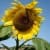 Sunny